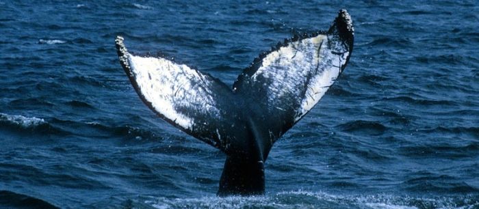 Baleine à Bosse Las Galeras Samaná